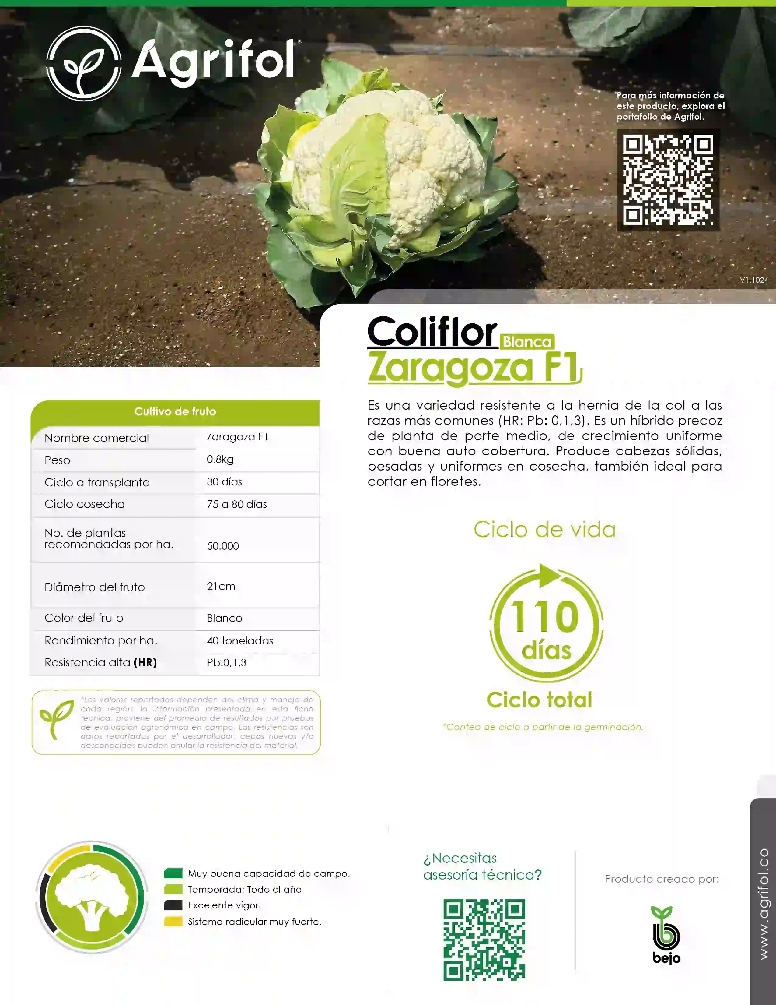 Ficha técnica Coliflor Zaragoza F1 - Página 1