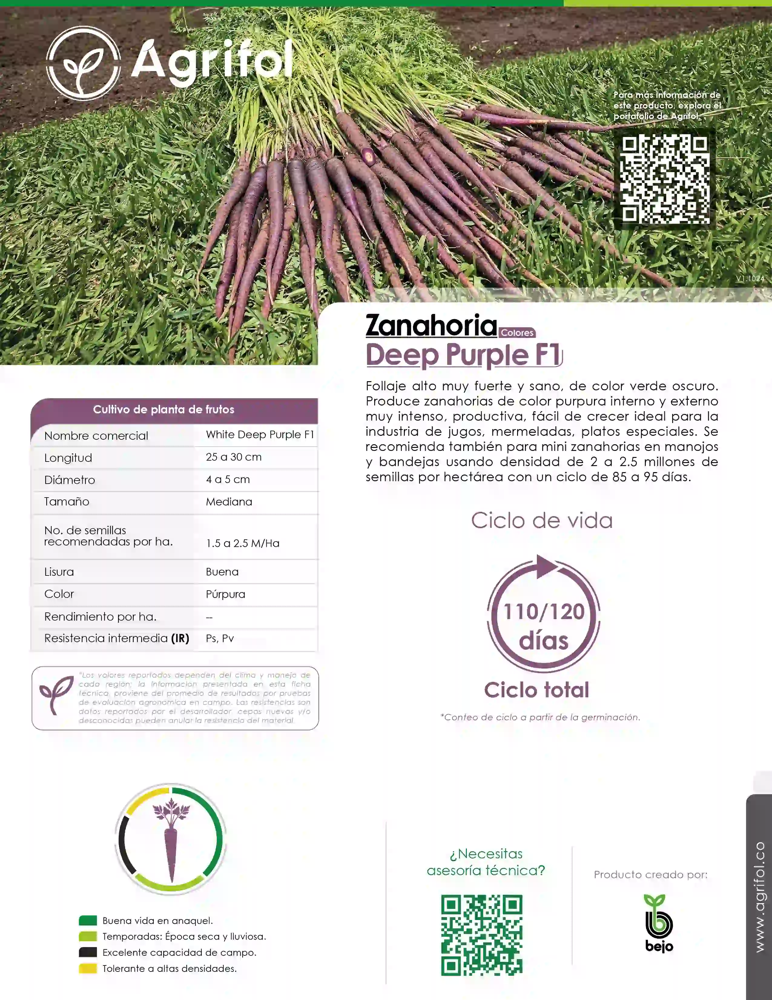 Ficha técnica Zanahoria Deep Purple F1 - Página 1
