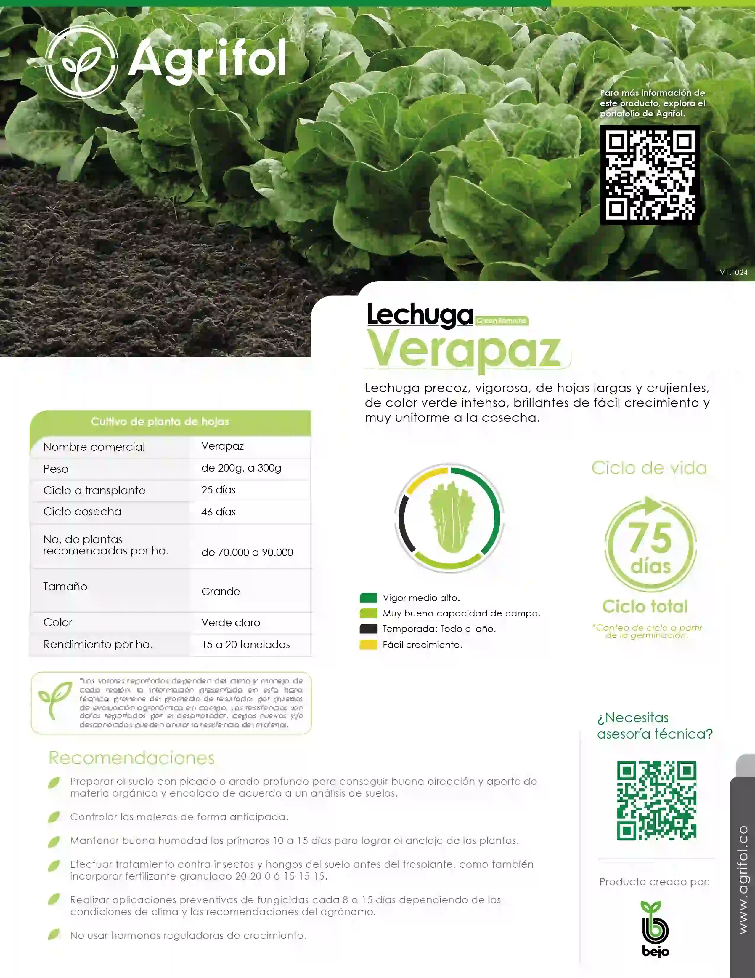 Ficha técnica Lechuga Verapaz - Página 1