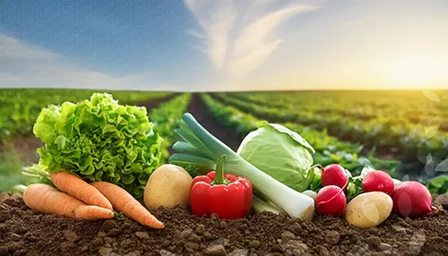 Hortalizas saludables cultivadas con semillas híbridas importadas de alta calidad para agricultura sostenible.