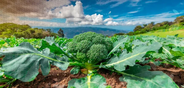 Brócoli Claremont F1