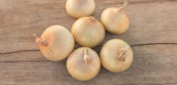 Cebolla Maragogi F1