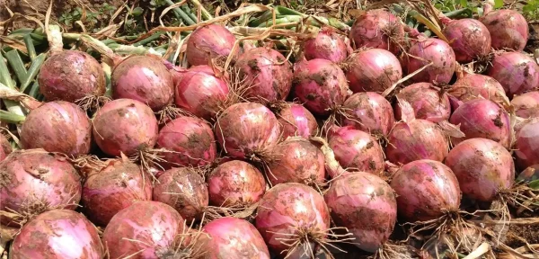 Cebolla Pinta F1