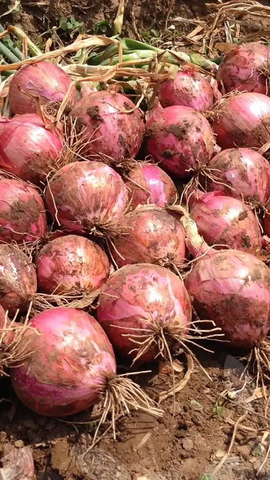 Cebolla-pinta-prod-agrifol-1m