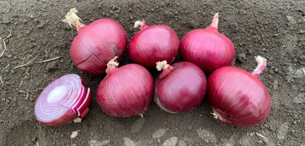 Cebolla Red Marvel