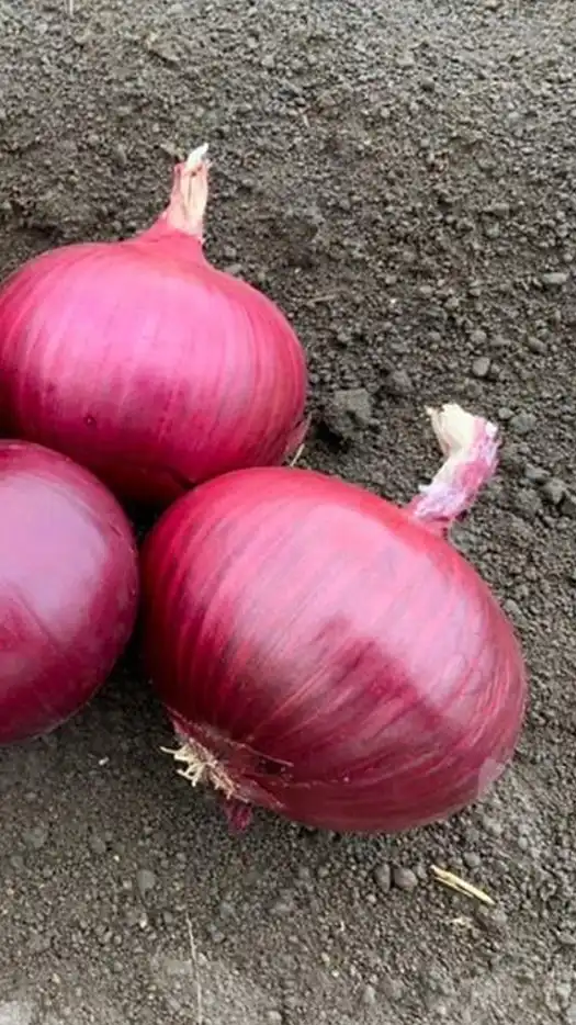 Cebolla-red-marvel-prod-agrifol-1m