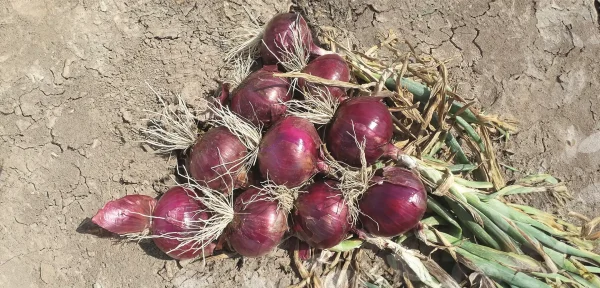 Cebolla Red Sensation F1