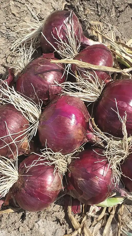 Cebolla-red-sensation-prod-agrifol-1-m