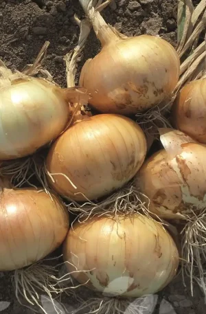 Cebolla Tania F1