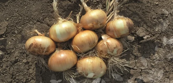 Cebolla Tania F1