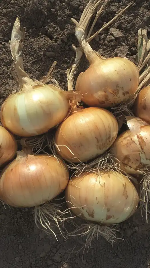 Cebolla-tania-prod-agrifol-1m