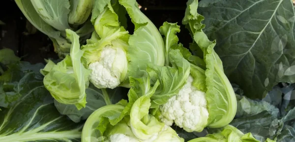 Coliflor - Huelva F1
