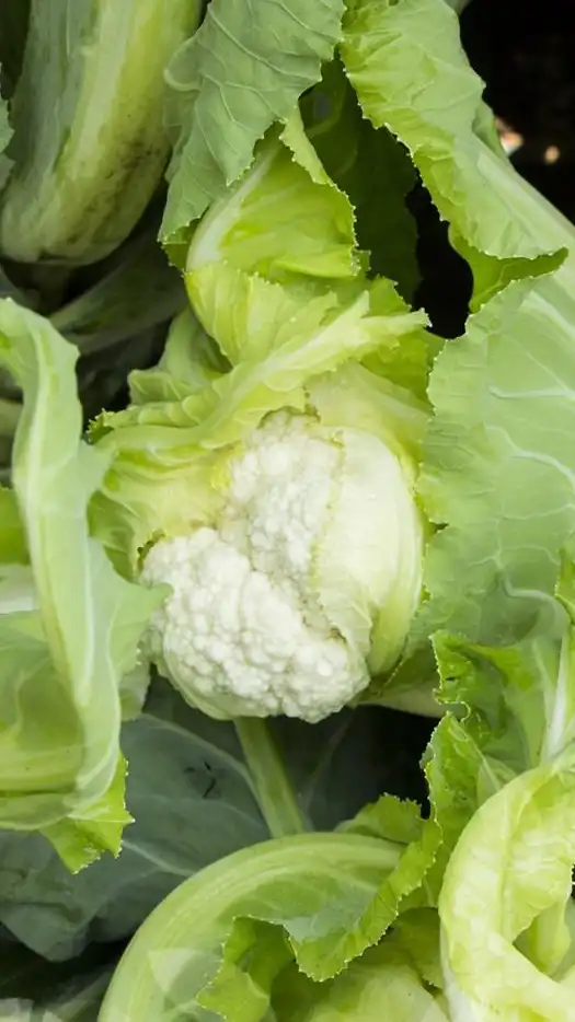 Coliflor-huelva-f1-prod-agrifol-1m