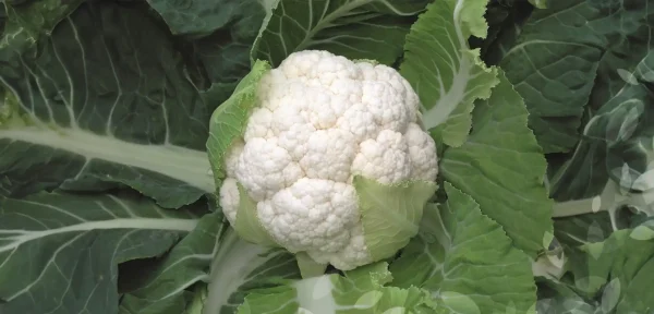 Coliflor - Skywalker F1