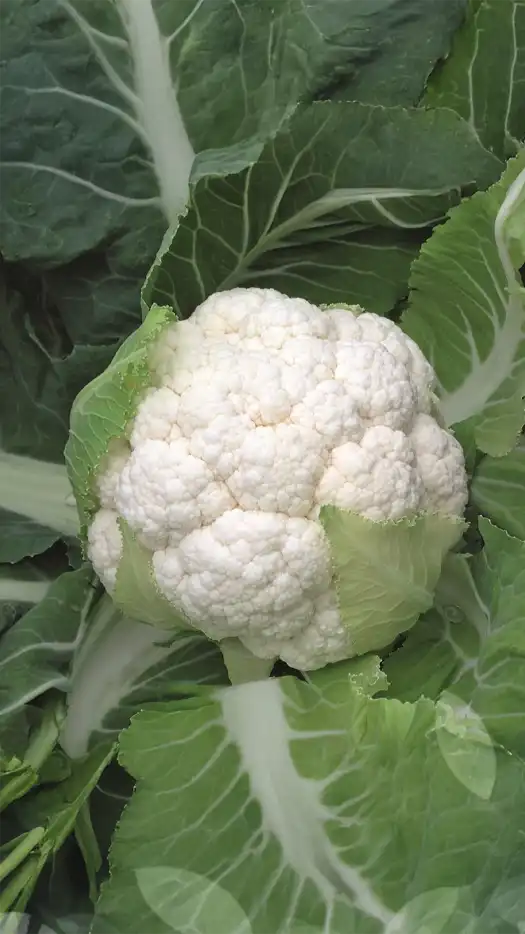 Coliflor-skywalker-f1-prod-agrifol-1m