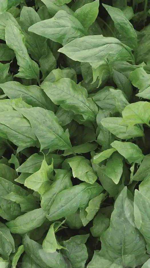 Espinaca-Redbund-f1-prod-agrifol-1m