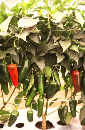 Jalapeño - Rioverde F1