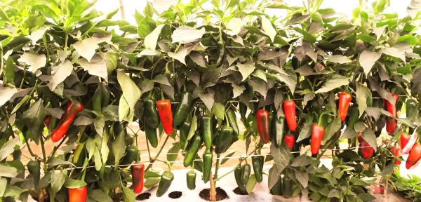 Jalapeño - Rioverde F1