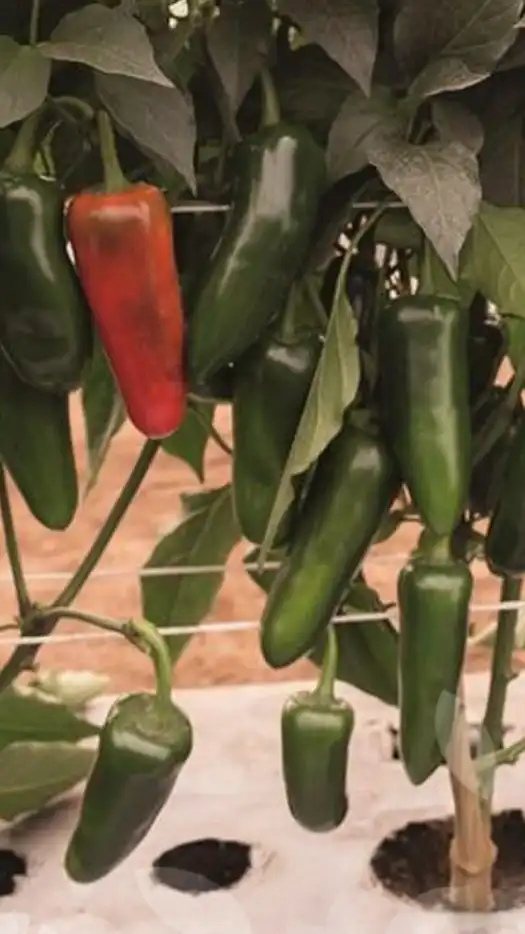 Jalapeno-rioverde-prod-agrifol-2-m