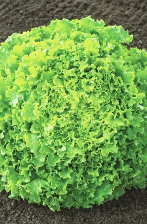 Lechuga - batavia Sementel