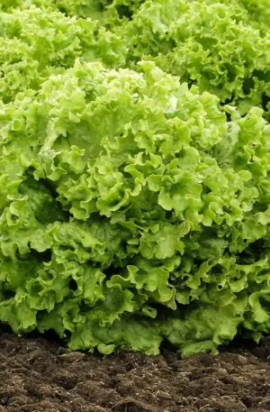 Semillas lechuga Batavia Sementel Agrifol