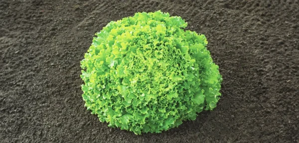 Lechuga - batavia Sementel