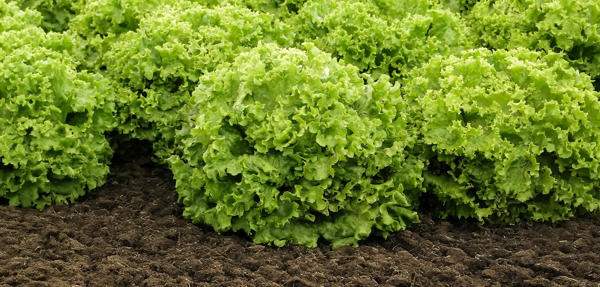 Semillas lechuga Batavia Sementel Agrifol