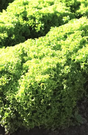 Lechuga - Biondonna