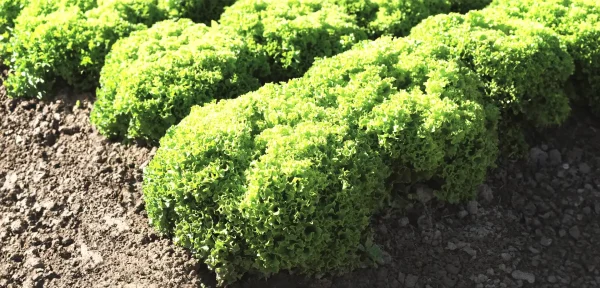Lechuga - Biondonna