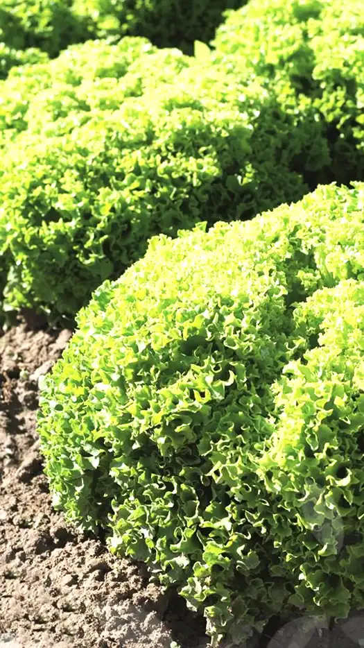Lechuga-Biondonna-prod-agrifol-1m