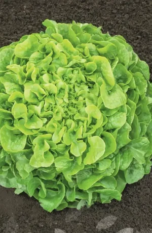 Lechuga - Oakleaf Pleasance
