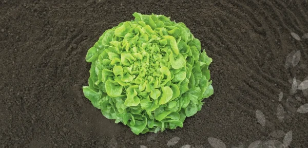 Lechuga - Oakleaf Pleasance