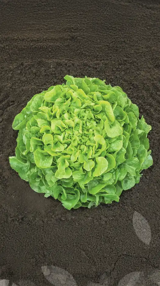 Lechuga - Oakleaf Pleasance-prod-agrifol-1m