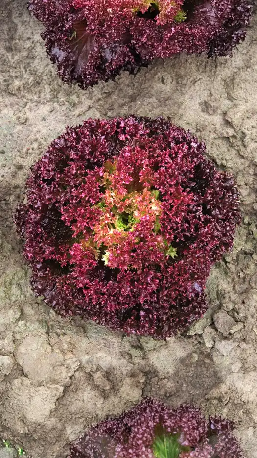 Lechuga - Spectation-prod-agrifol-1m