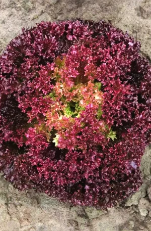 Lechuga - Spectation