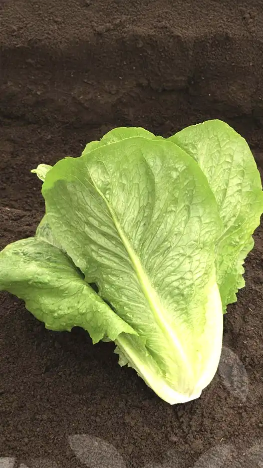 Lechuga - Verapaz-prod-agrifol-1m