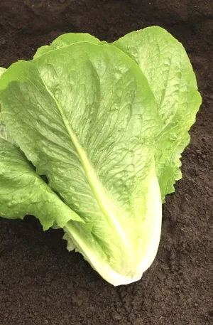 Lechuga - Verapaz