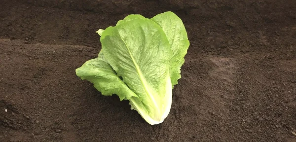 Lechuga - Verapaz
