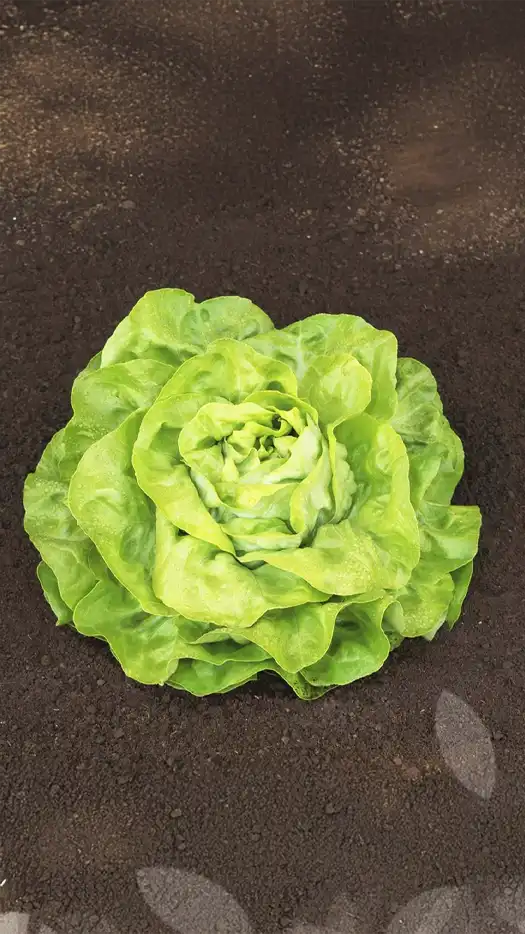 Lechuga-atendis-prod-agrifol-1m