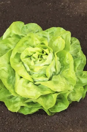 Lechuga - Antedis