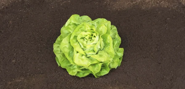 Lechuga - Antedis