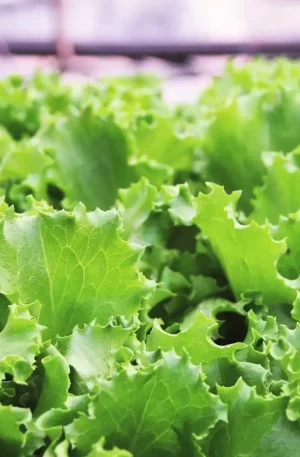 Lechuga - Babyleaf Charlette