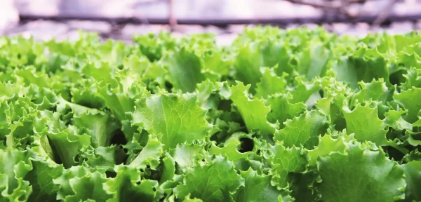 Lechuga - Babyleaf Charlette