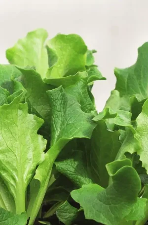 Lechuga - Babyleaf Greenbel