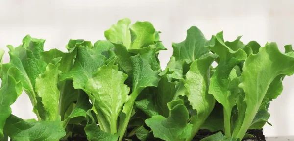 Lechuga - Babyleaf Greenbel
