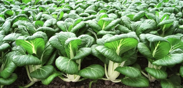 Pakchoi - Bopak F1