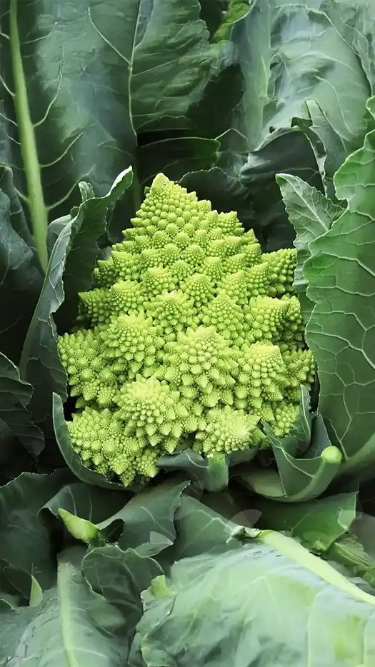 Romanesco-veronica-f1-prod-agrifol-1m