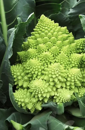 Coliflor - Veronica F1