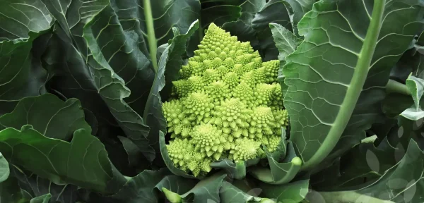 Coliflor - Veronica F1