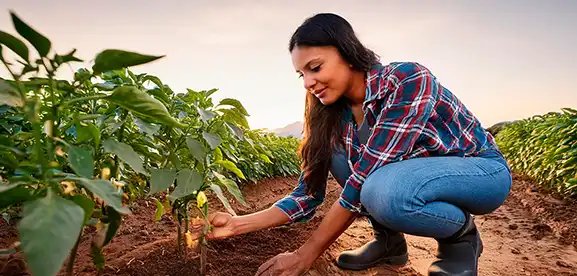 Hortalizas saludables cultivadas con semillas híbridas importadas de alta calidad para agricultura sostenible.